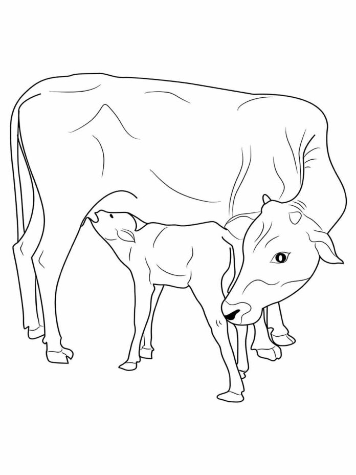 Desenhos De Vacas Para Colorir