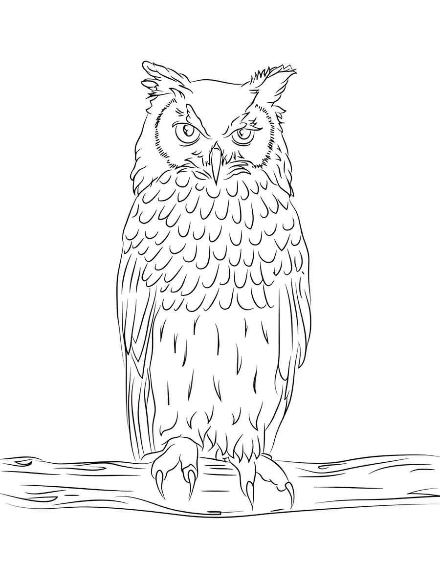 Owl on Branch Coloring Page