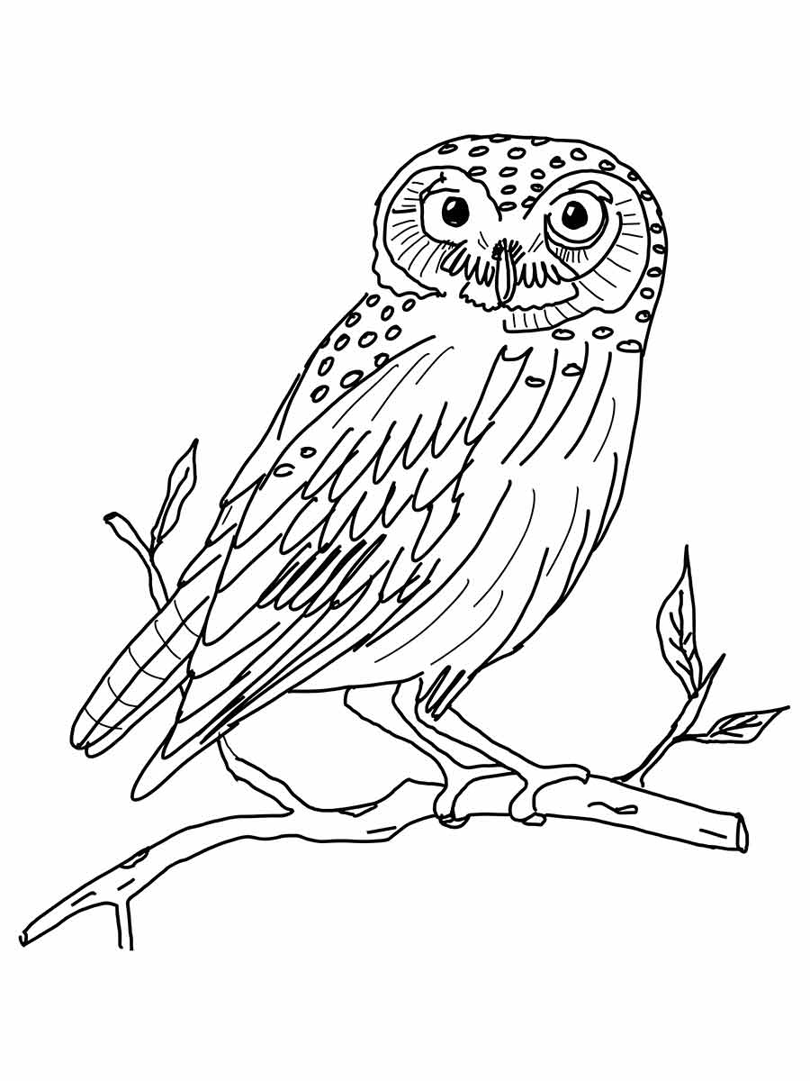 Owl on Branch with Detailed Feathers Coloring Page