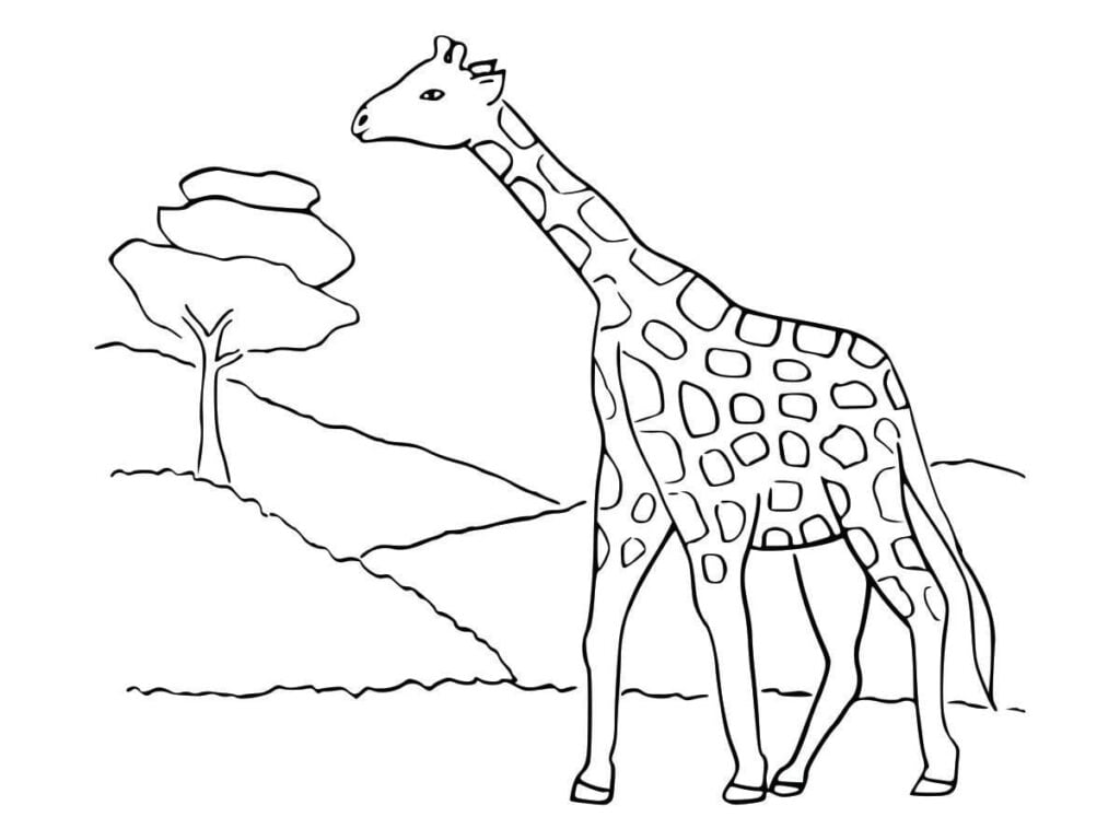 desenho de zebra para colorir e imprimir grátis