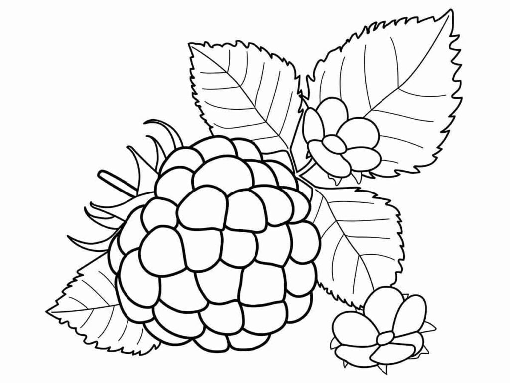 Desenho de amora para colorir. A amora é uma fruta vermelha ou roxa, com um formato semelhante a um pequeno cacho de uvas. Além de ser uma fruta saborosa, a amora também possui propriedades medicinais, como auxiliar no emagrecimento, no tratamento da diarreia e na redução dos sintomas da menopausa.