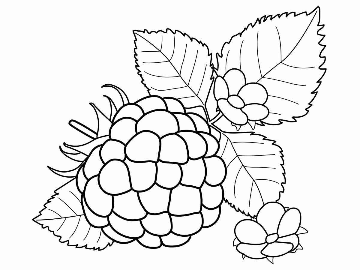 Desenho de amora para colorir. A amora é uma fruta vermelha ou roxa, com um formato semelhante a um pequeno cacho de uvas. Além de ser uma fruta saborosa, a amora também possui propriedades medicinais, como auxiliar no emagrecimento, no tratamento da diarreia e na redução dos sintomas da menopausa.