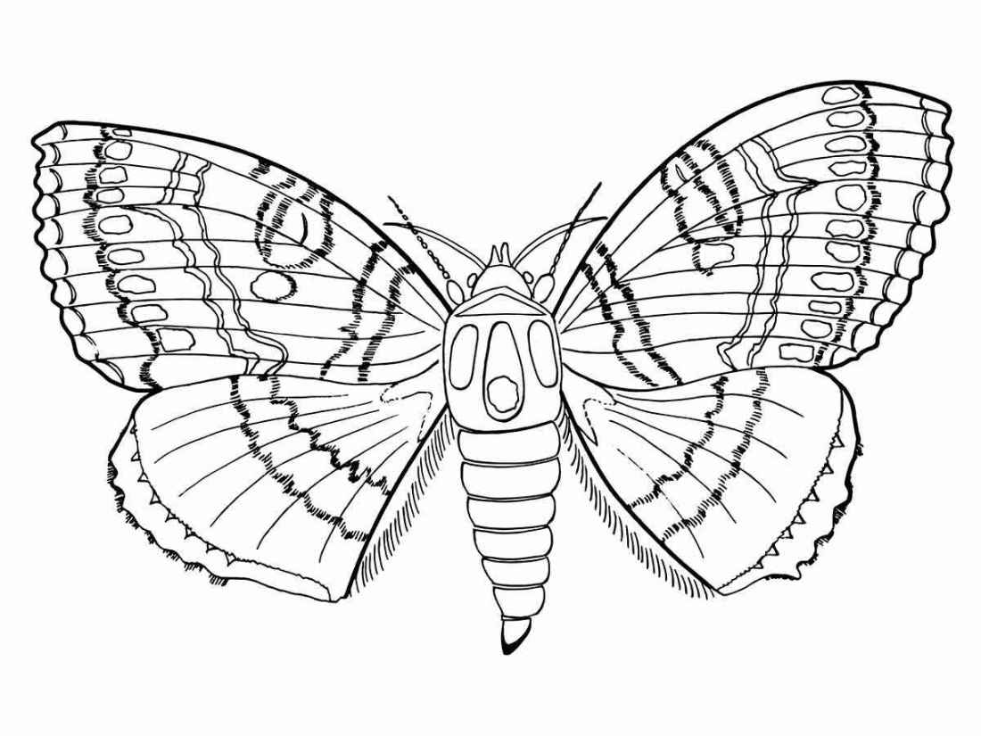 Desenho para pintar de borboleta