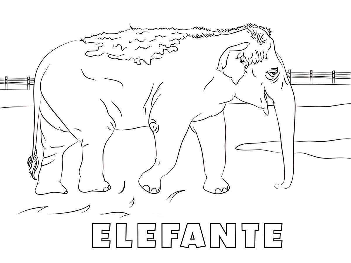 Desenho elefante para colorir e pintar