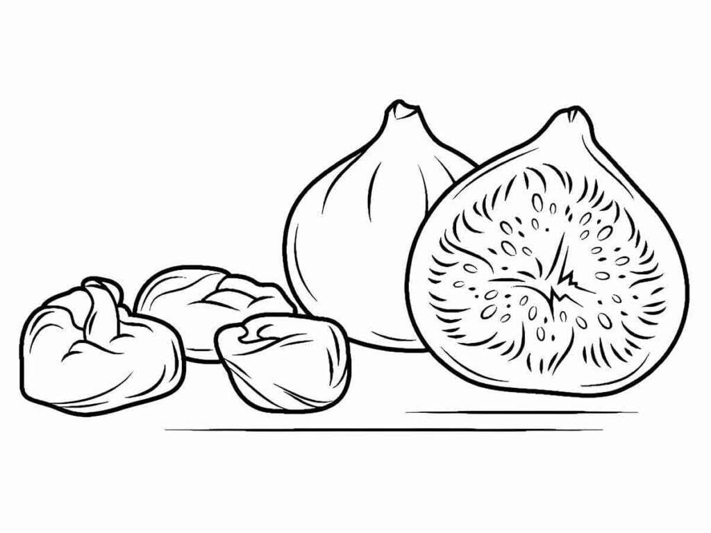 Desenho de figos para colorir, uma fruta doce e macia, com casca roxa e polpa vermelha. Os figos são frutos da figueira, uma árvore originária do Oriente Médio. Têm diferentes tamanhos e formas, podendo ser consumidos inteiros ou cortados ao meio. Podem ser usados para fazer doces, compotas, bolos ou saladas.