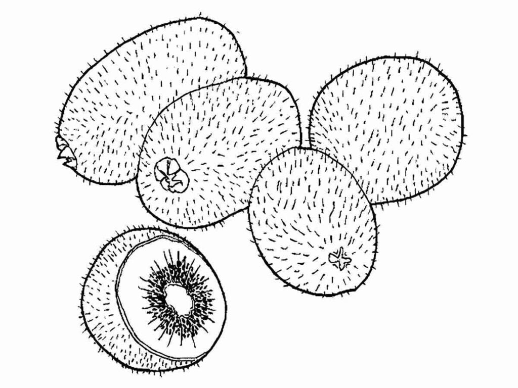 Desenho de jacas para colorir, uma fruta grande e espinhosa, nesta imagem segue um grupo de jacas, incluindo uma cortada ao meio para mostrar o interior. A jaca é oval e verde, podendo pesar até 40 quilos e medir até 90 centímetros de comprimento. Possui uma polpa amarela e doce que envolve sementes grandes e comestíveis. É uma fruta nutritiva e versátil, usada em doces, salgados, farinhas e bebidas.