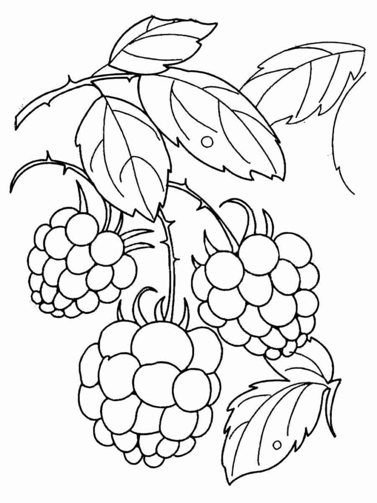 Desenho de framboesa para colorir, uma fruta vermelha e pequena, com três delas em um galho com folhas. As framboesas são redondas e cheias de pequenas saliências na superfície. As folhas são pontiagudas e têm veias visíveis. O desenho é simples e não tem muitos detalhes. São frutas doces e ácidas, usadas em geleias, tortas, sorvetes e sucos.