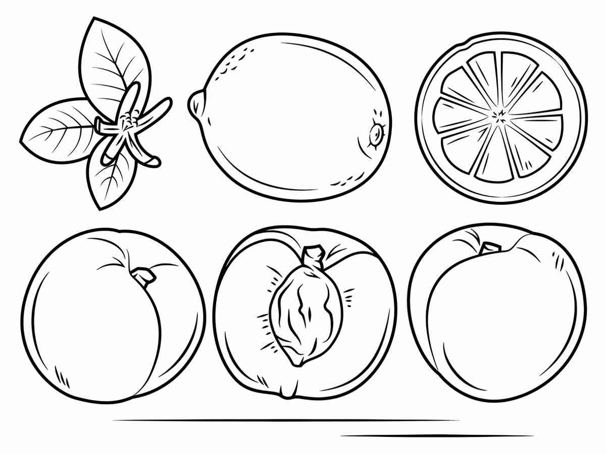 Desenhos de frutas para colorir, são seis frutas diferentes: limão, laranja, pêssego, caqui, e outras. Cada fruta é mostrada inteira e cortada ao meio.