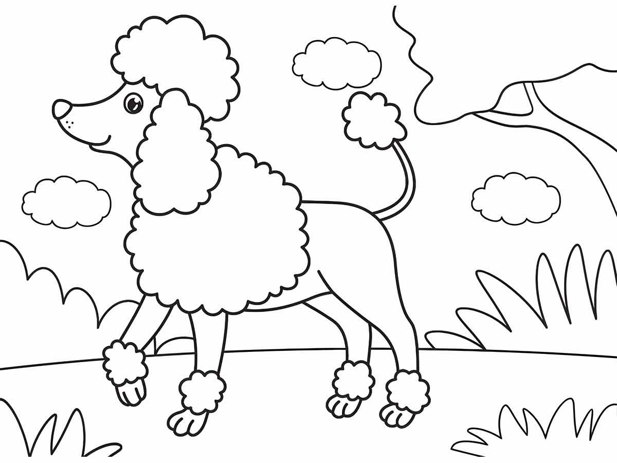 A imagem é um desenho em preto e branco de um poodle passeando em um parque. O poodle, com seu pelo encaracolado, caminha sobre quatro patas em uma trilha com grama dos dois lados. O cenário ao fundo é composto por uma árvore, nuvens e uma colina. O desenho é feito em estilo de desenho animado, perfeito para colorir