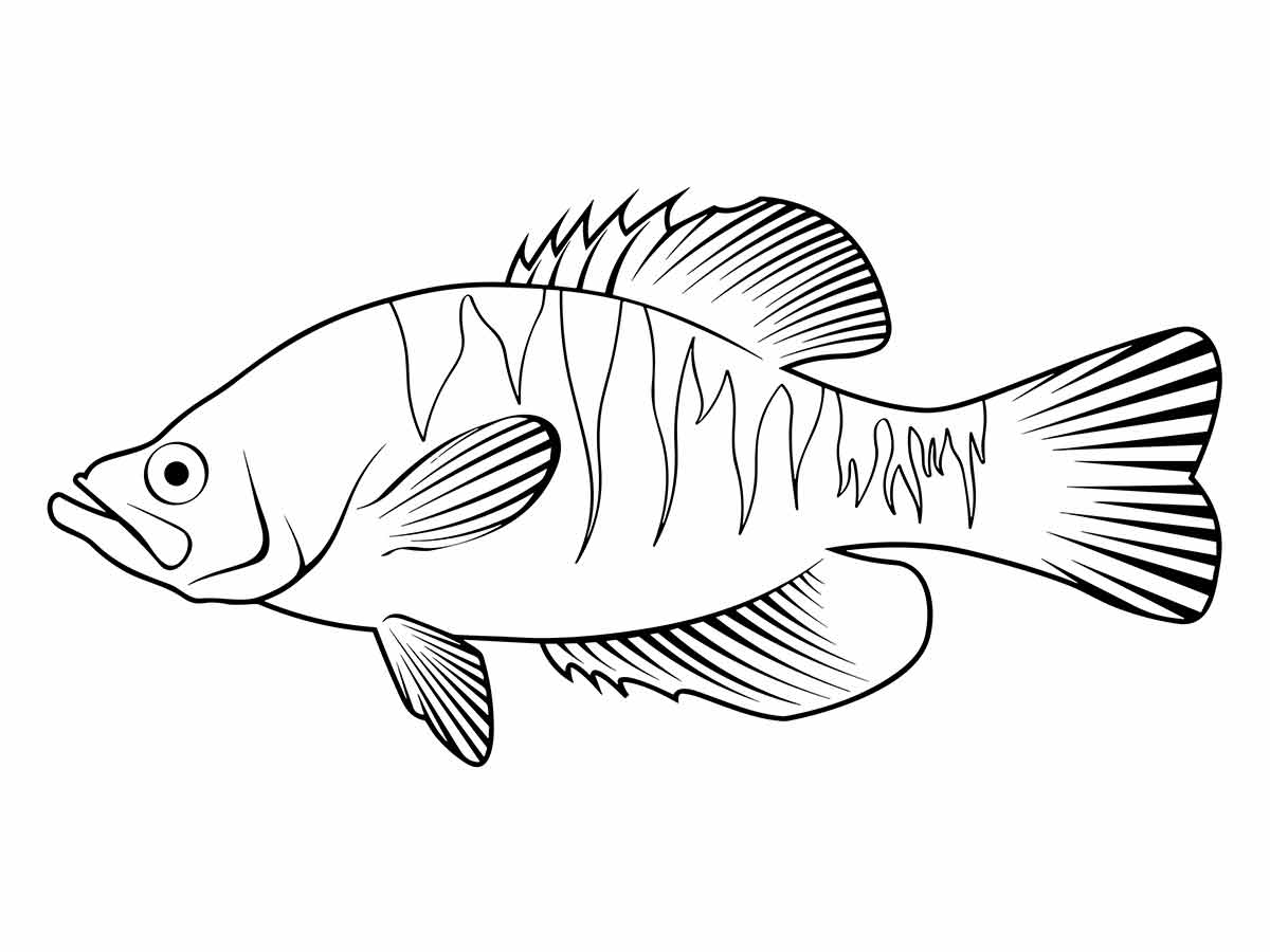 Desenho Educativo de peixes para colorir