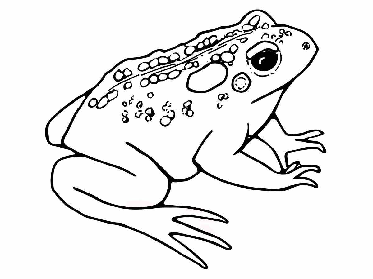 Desenho para colorir de um sapo. O sapo é um animal anfíbio que vive na água e na terra. Ele tem uma pele verde com manchas e verrugas. Ele tem olhos grandes e saltados e pés com membranas. O sapo pode saltar bem alto e se alimenta de insetos. O nome do personagem é Sapo Cururu, uma figura folclórica brasileira que aparece em canções infantis.