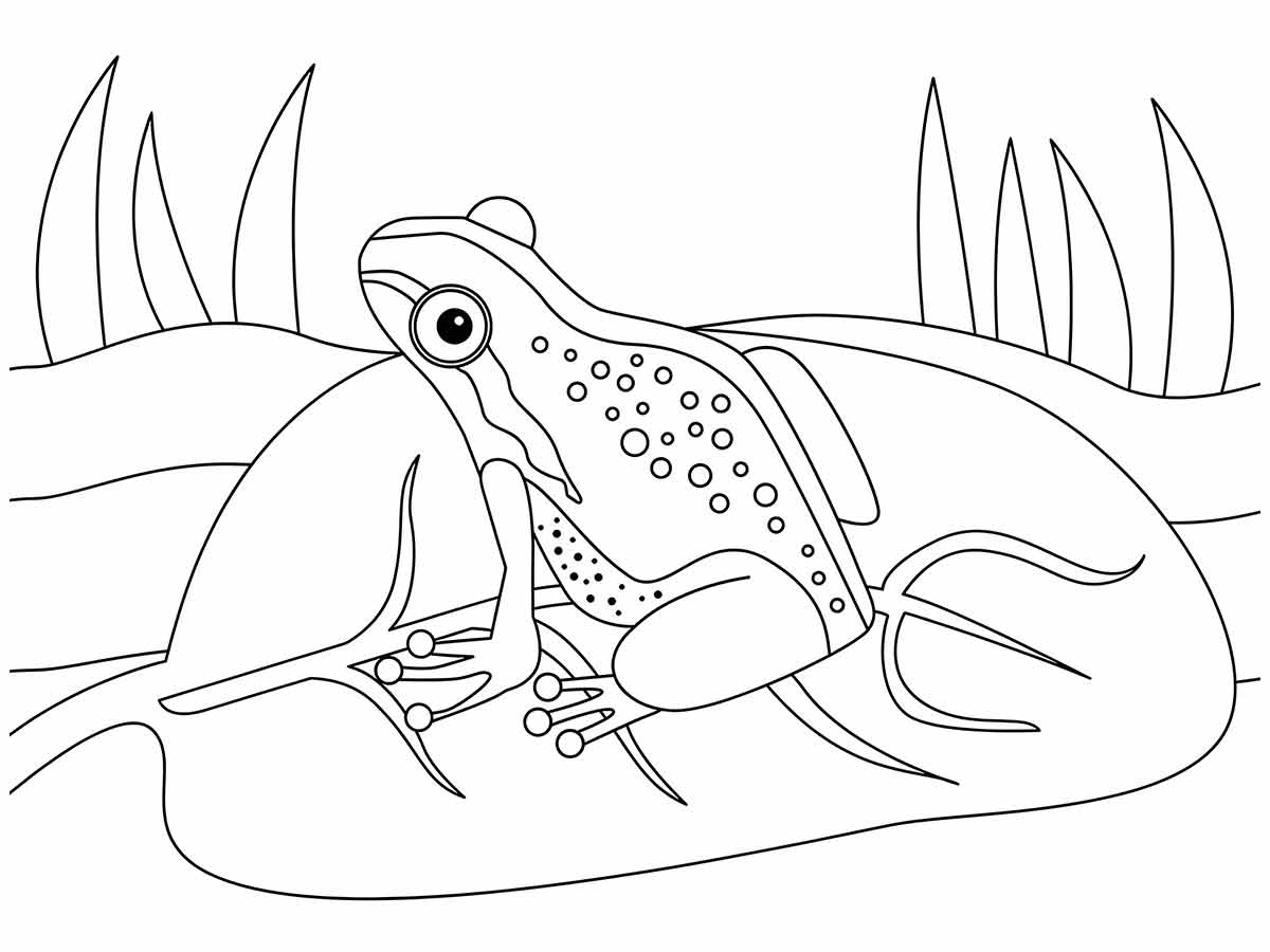 Desenho de Sapo para colorir