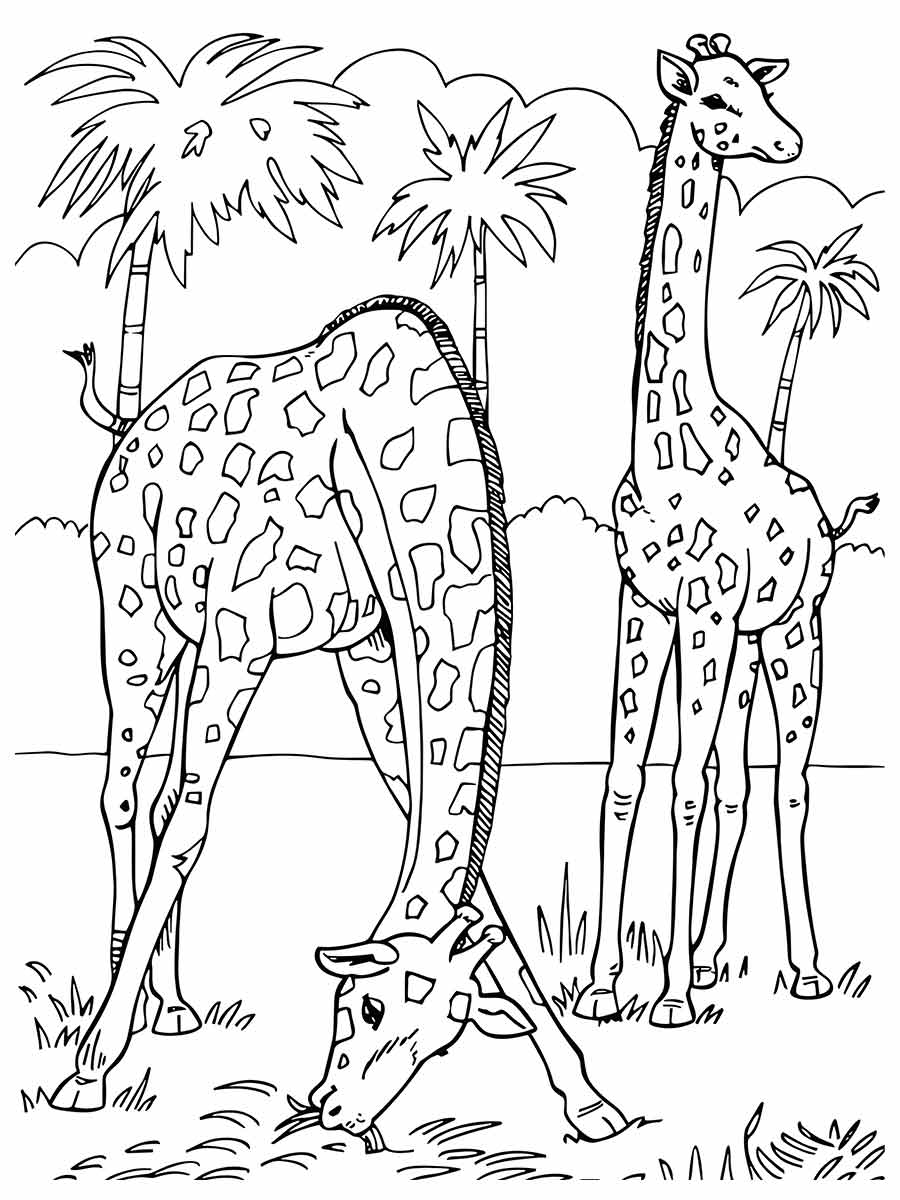 desenho de 2 Girafas para colorir e imprimir