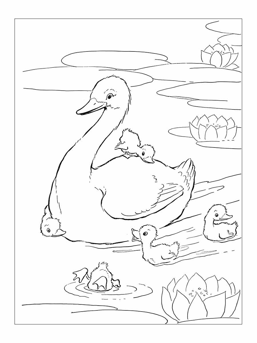 Desenhos para Pintar: Desenho de Pato para Colorir