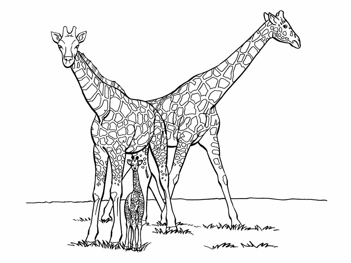 Desenho para colorir de duas girafas adultas e uma filhote.