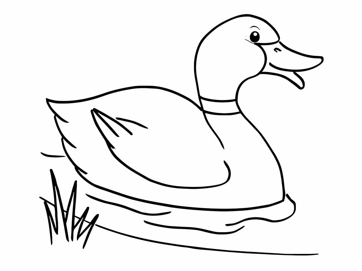 Desenhos para Pintar: Desenho de Pato para Colorir