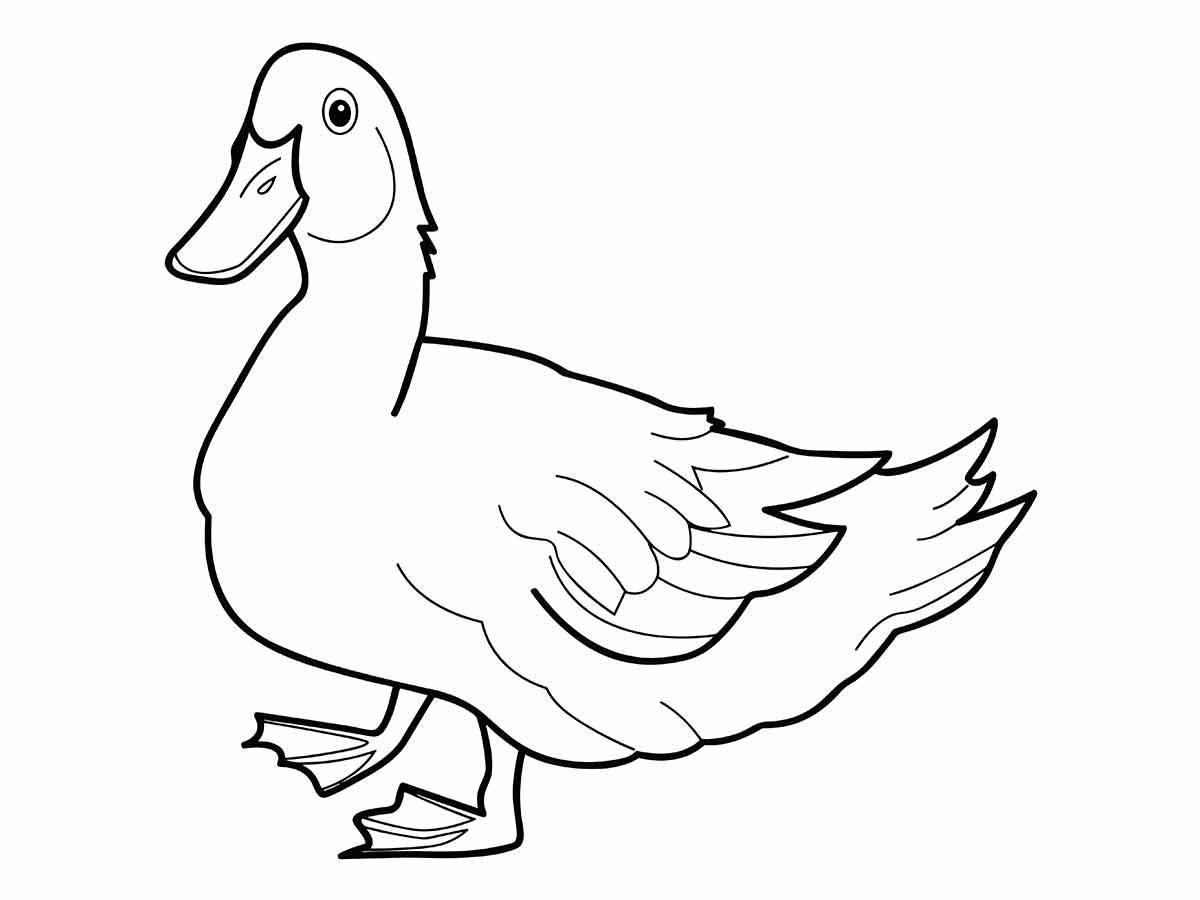 pato desenho para colorir