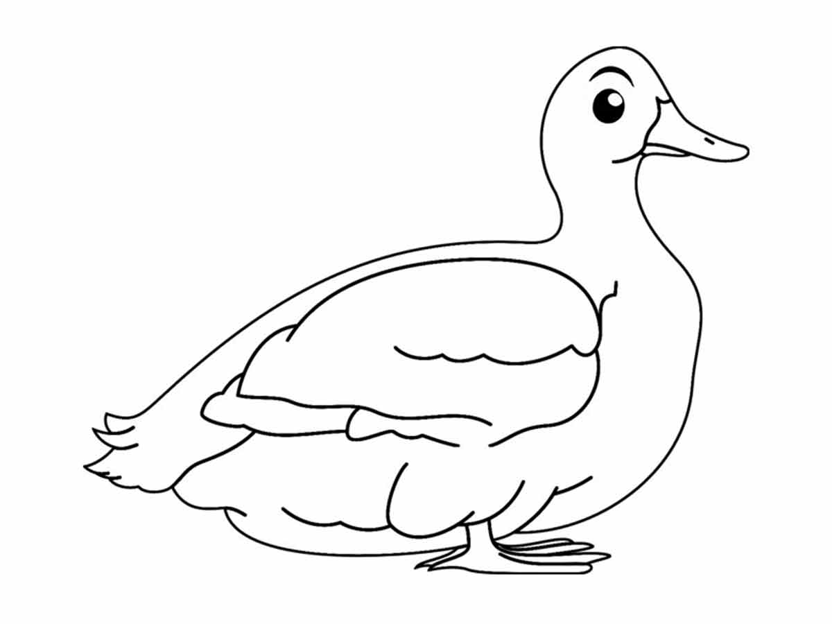 desenho para colorir pato