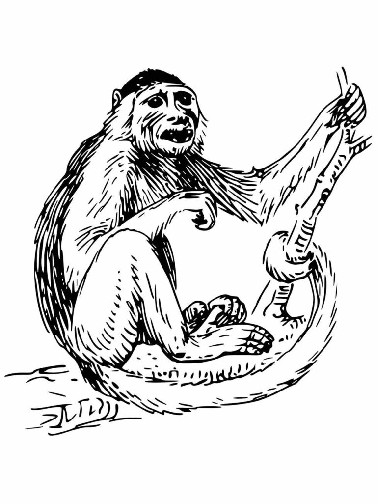 Desenho de um macaco chimpanzé para colorir, expressando curiosidade, sentado com o braço estendido.