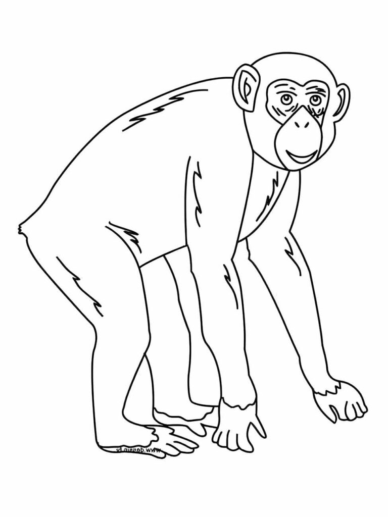 Desenho de um macaco chimpanzé jovem para colorir, olhando para a frente com uma expressão atenta e mãos apoiadas no chão.