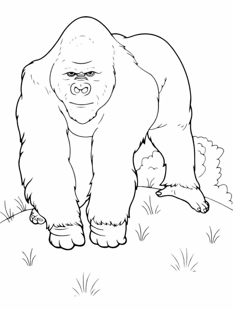 Desenho de um macaco gorila para colorir, andando pela grama com uma postura forte e olhar sério.