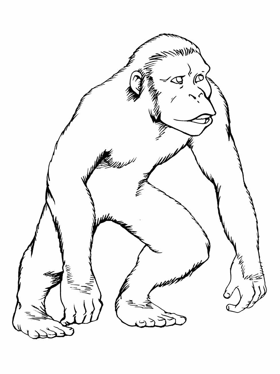 Desenho de um macaco chimpanzé para colorir, em pé, com olhar direcionado para a frente e postura atenta.