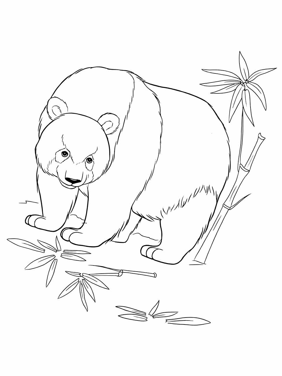 Desenho de urso panda para colorir, explorando folhas de bambu caídas no chão.