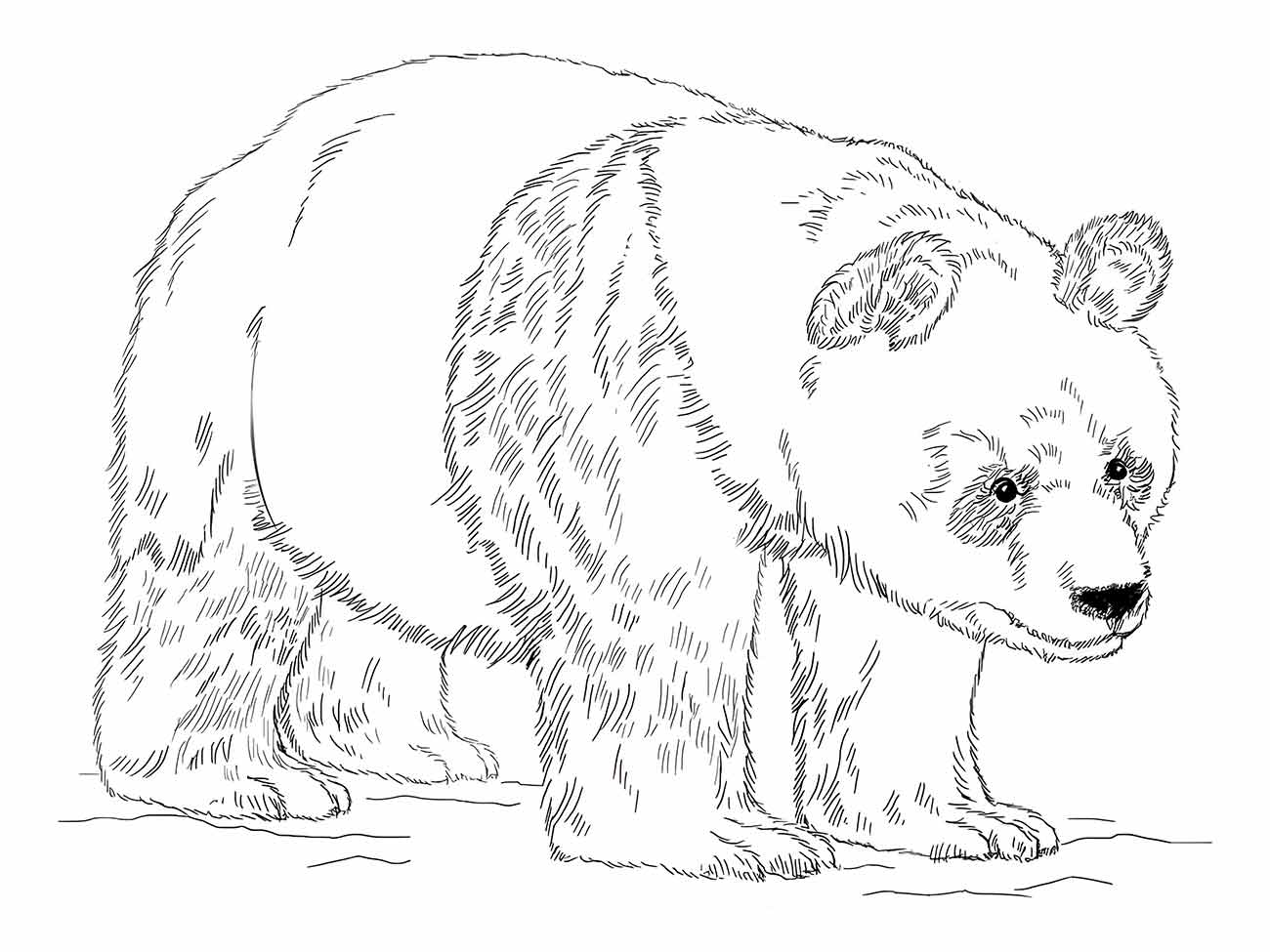 Desenho de urso panda para colorir e imprimir, capturando a essência de sua majestosa postura.