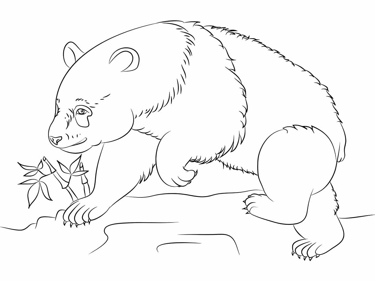 Desenho de um panda para colorir, curioso e explorando um pequeno broto de bambu.