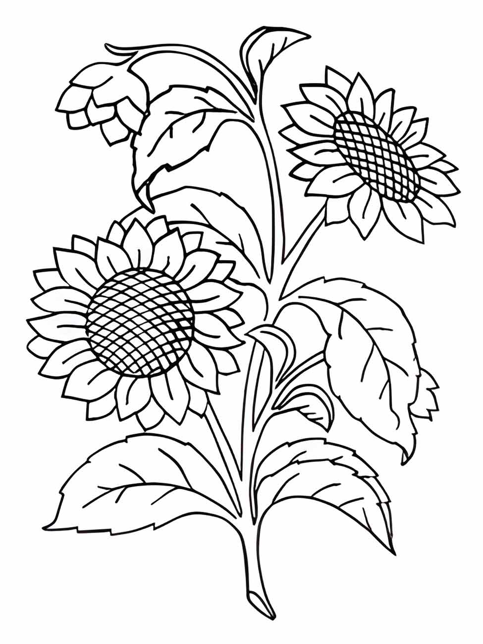 Desenho para colorir girassol mostrando duas flores com detalhes de textura no centro, ideal para ensinar sobre a anatomia das flores.