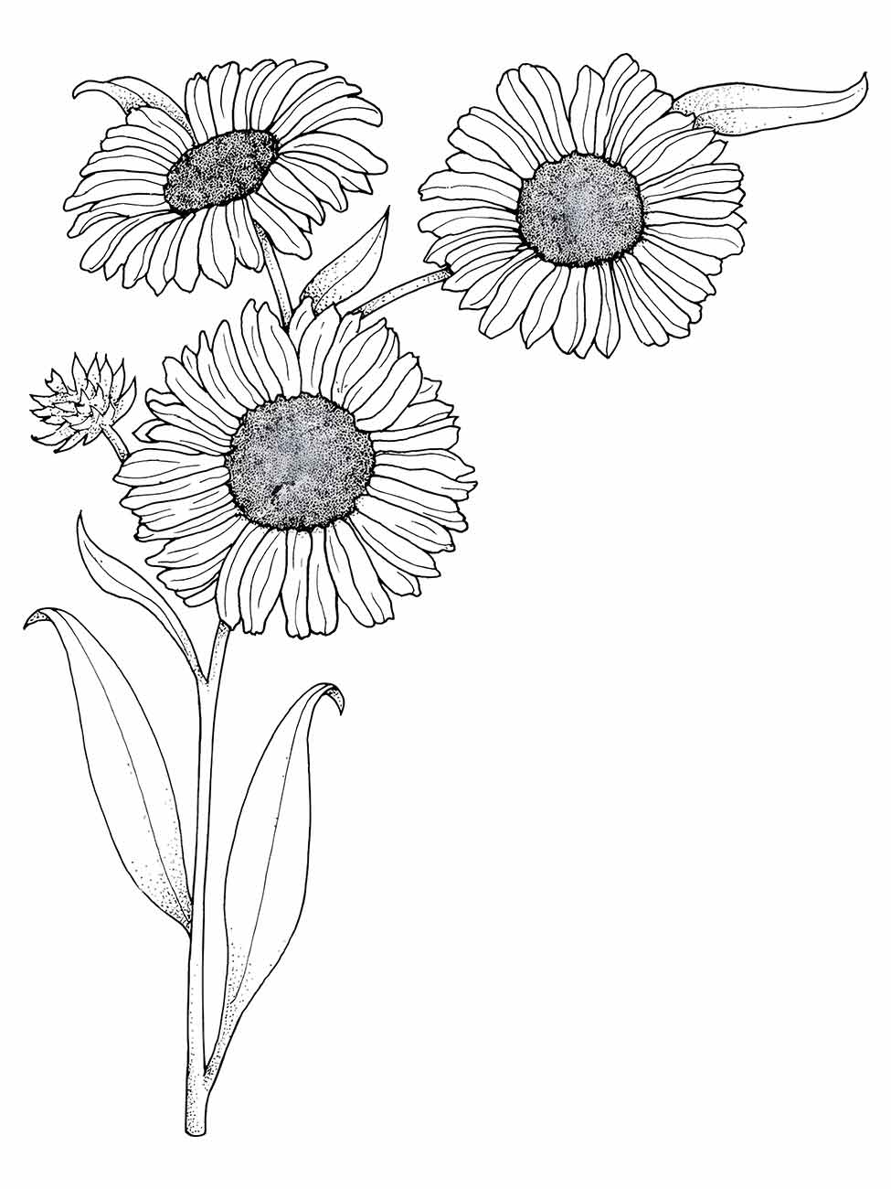 Desenho de girassóis para colorir e imprimir, mostrando três flores em diferentes estágios de florescimento, com textura detalhada, adequado para atividades artísticas mais sofisticadas.