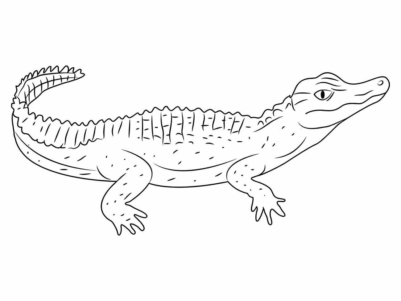 Desenho para colorir de um crocodilo sereno repousando, com uma expressão pacífica no rosto.