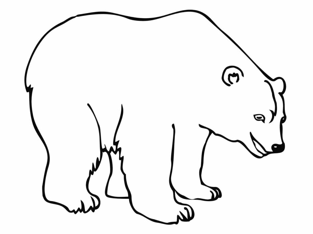 imagem de urso para colorir