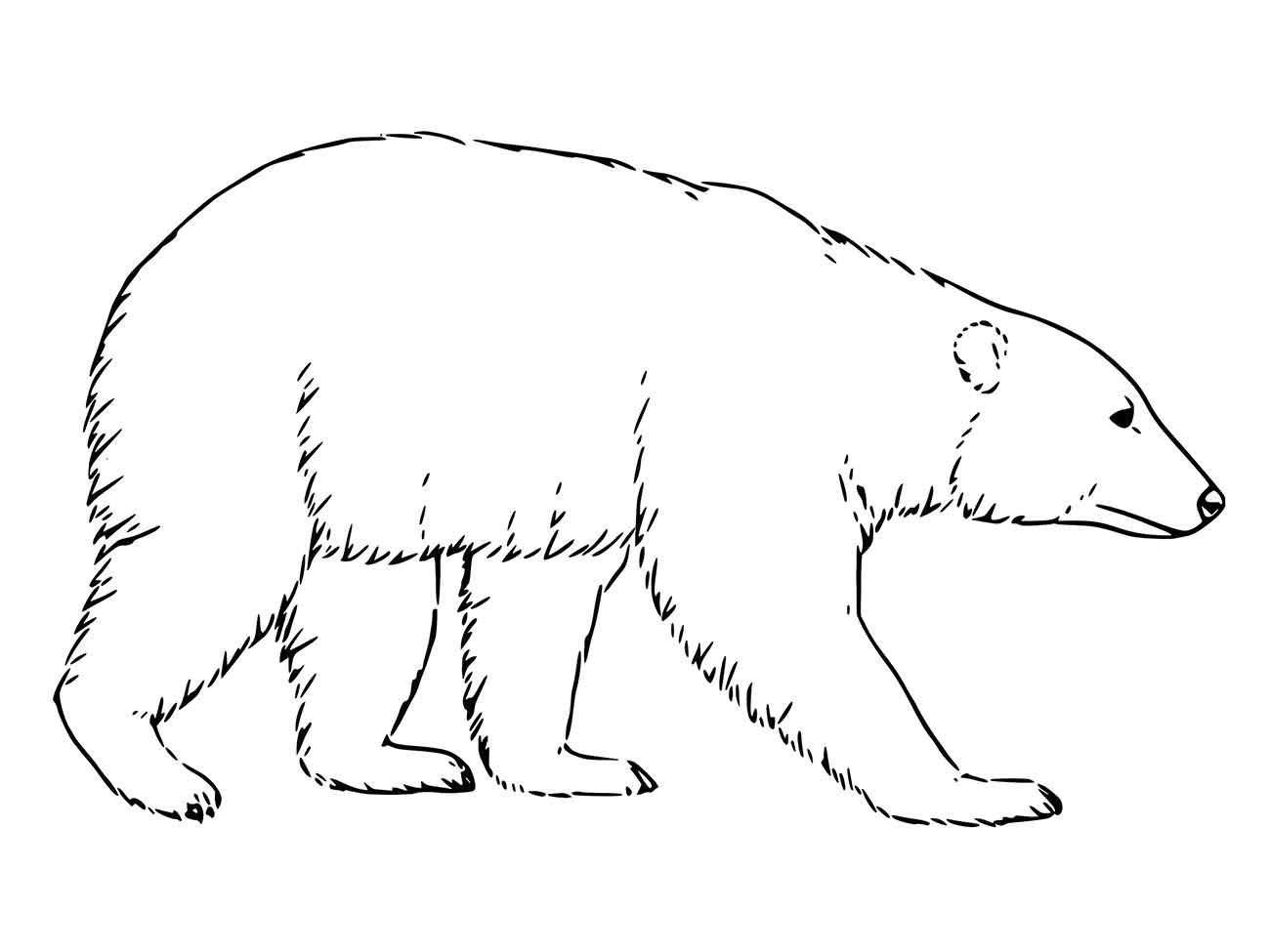 urso polar para colorir