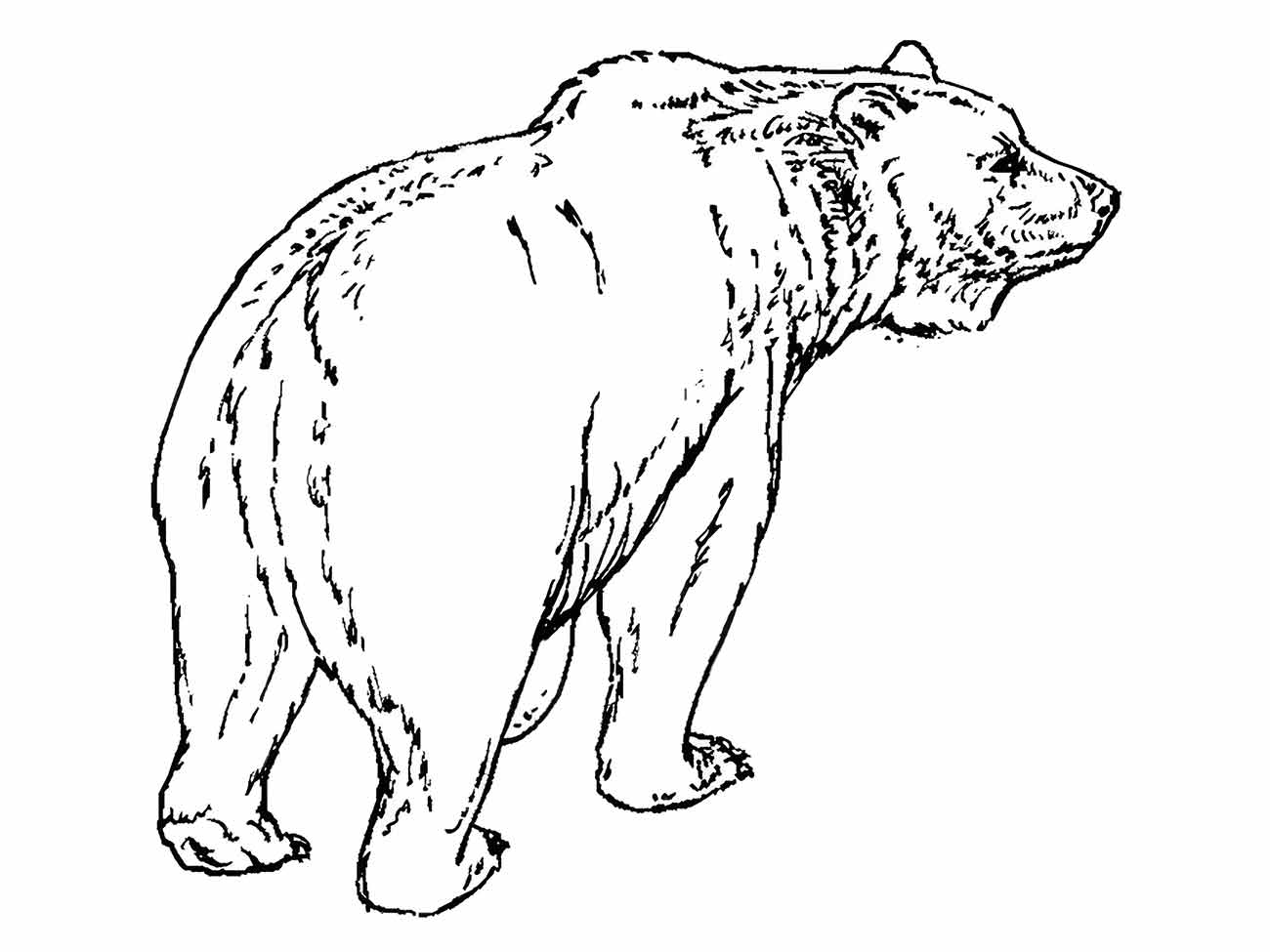 urso para colorir