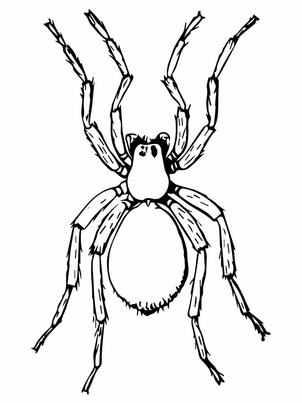 Desenho para colorir de aranha com oito patas estendidas e corpo peludo.