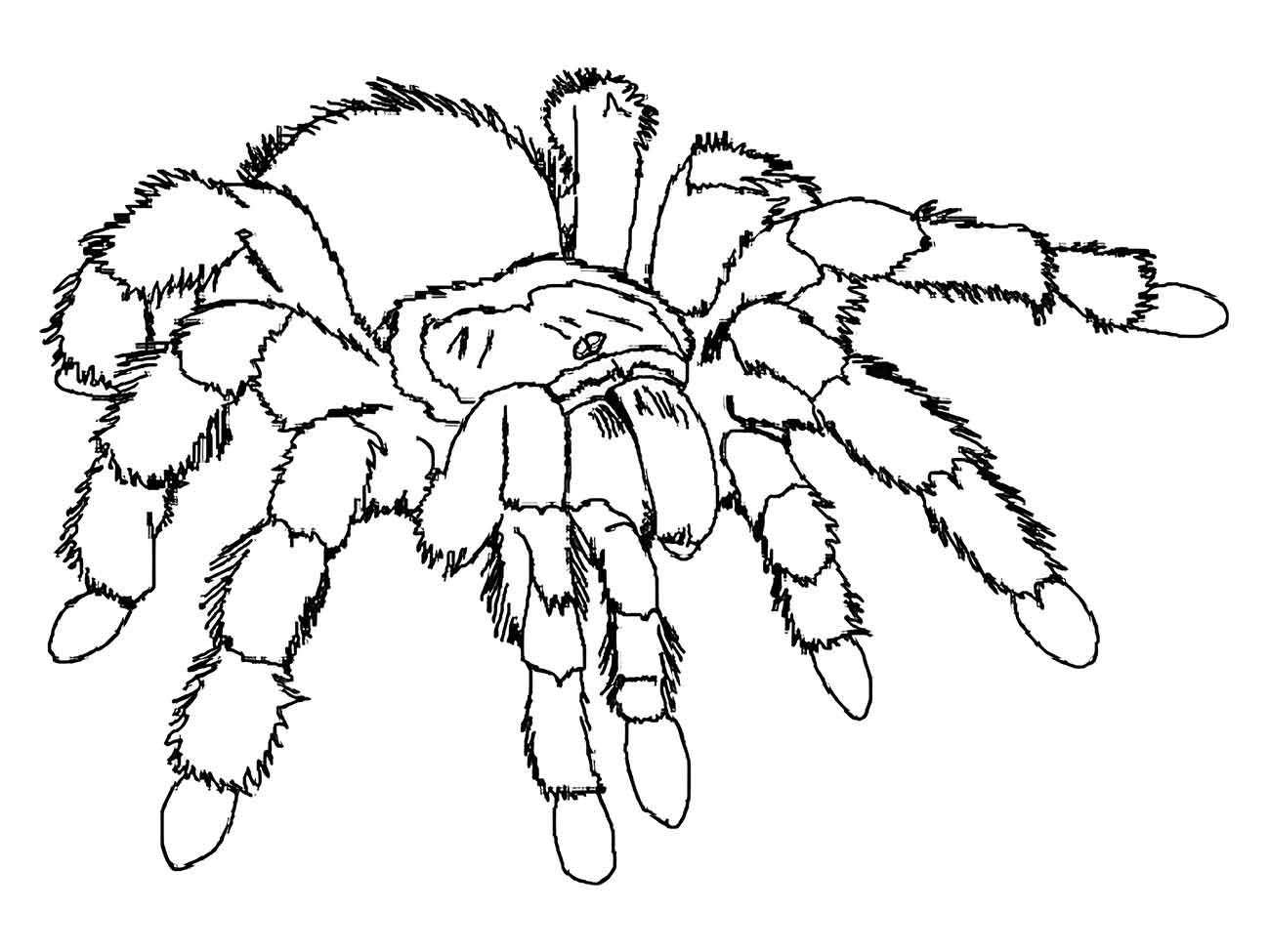 Desenho de aranha para colorir com textura peluda e detalhes realistas.