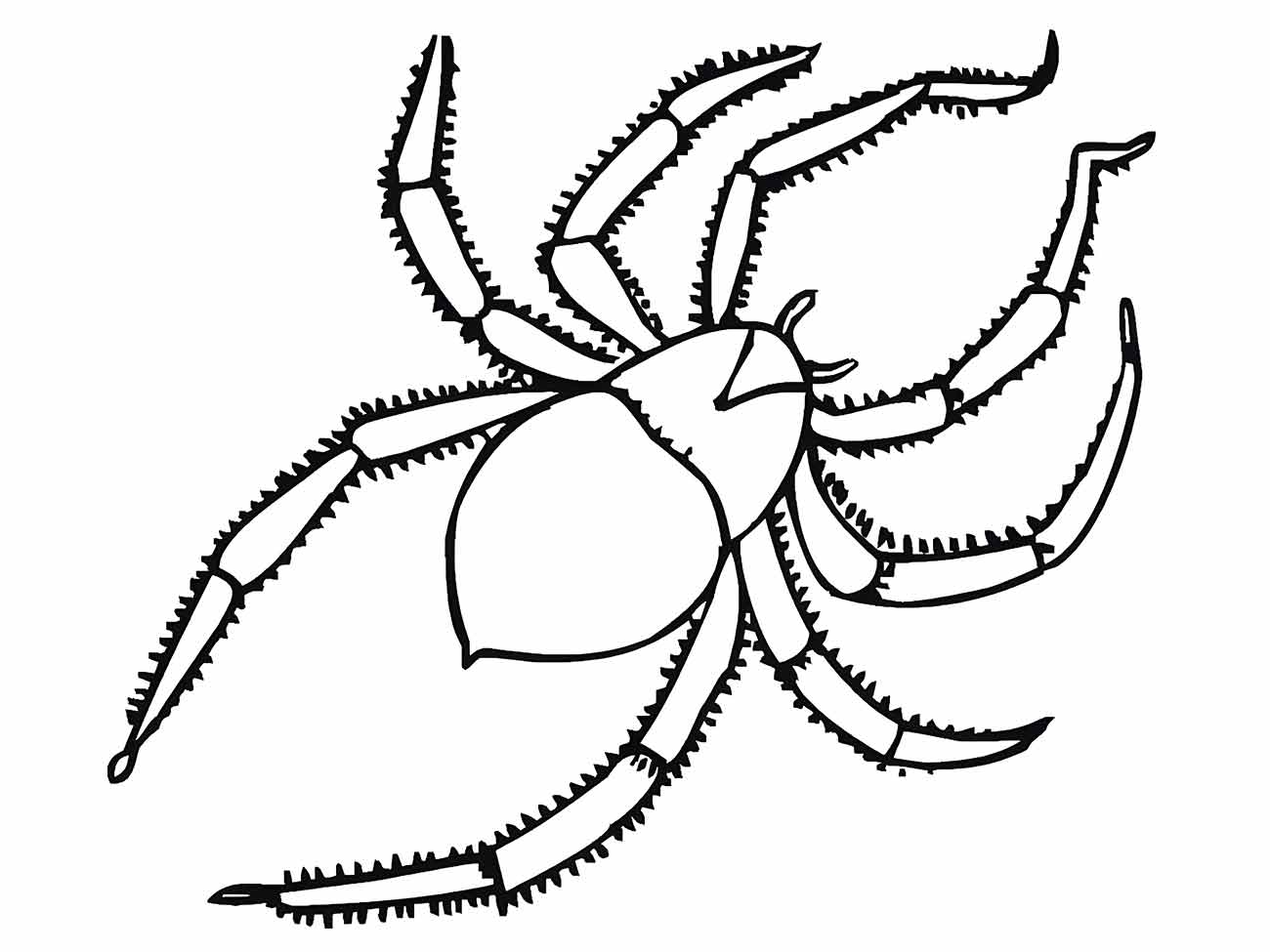 Desenho para colorir de aranha com padrões na parte de trás e patas espinhosas.