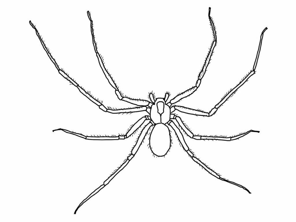 Desenho de aranha para colorir com aspecto delicado e patas finas e longas.