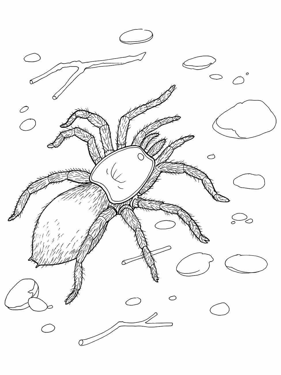 Desenho da aranha para colorir com um ambiente desertico e detalhes realistas.