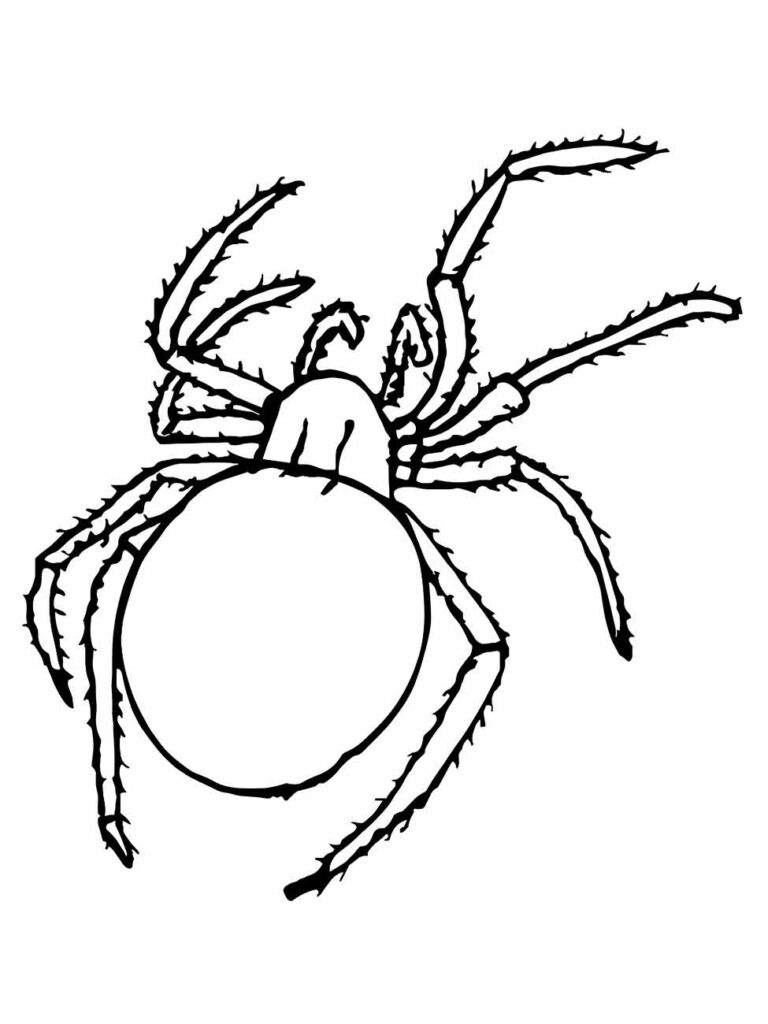 Desenho da aranha para colorir com uma postura elevada e patas peludas.