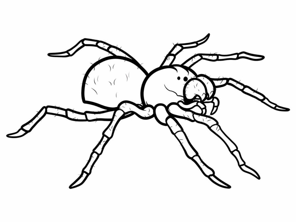 Desenho para colorir de aranha com corpo detalhado e patas articuladas.