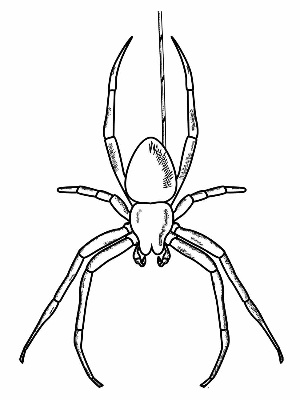 Aranha desenho para colorir com corpo oval e patas finas em posição de descida.