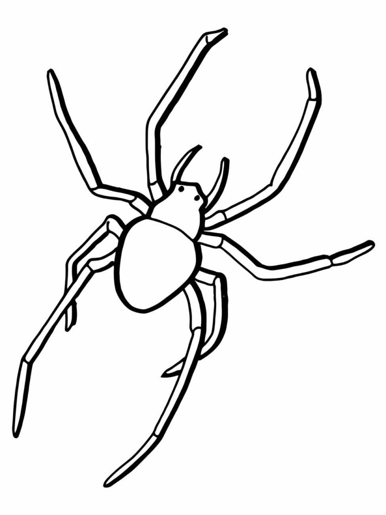 Desenho para colorir de aranha com corpo simples e patas longas e finas.