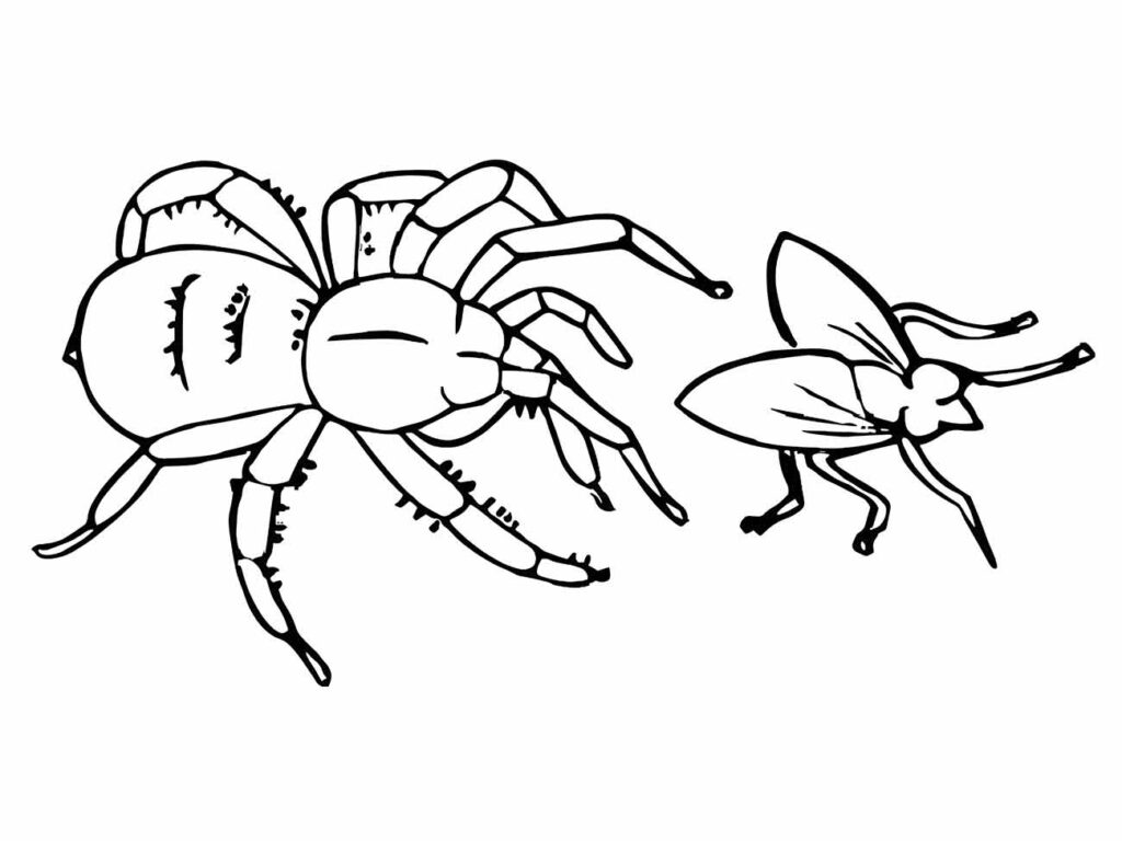 Desenho da aranha para colorir perseguindo uma mosca, ideal para educação infantil.