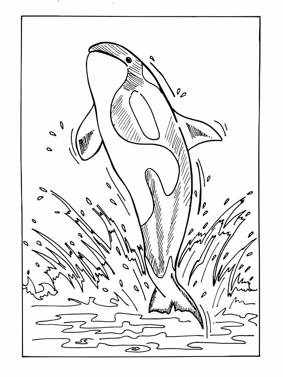 Baleia orca para colorir, executando um salto espetacular.