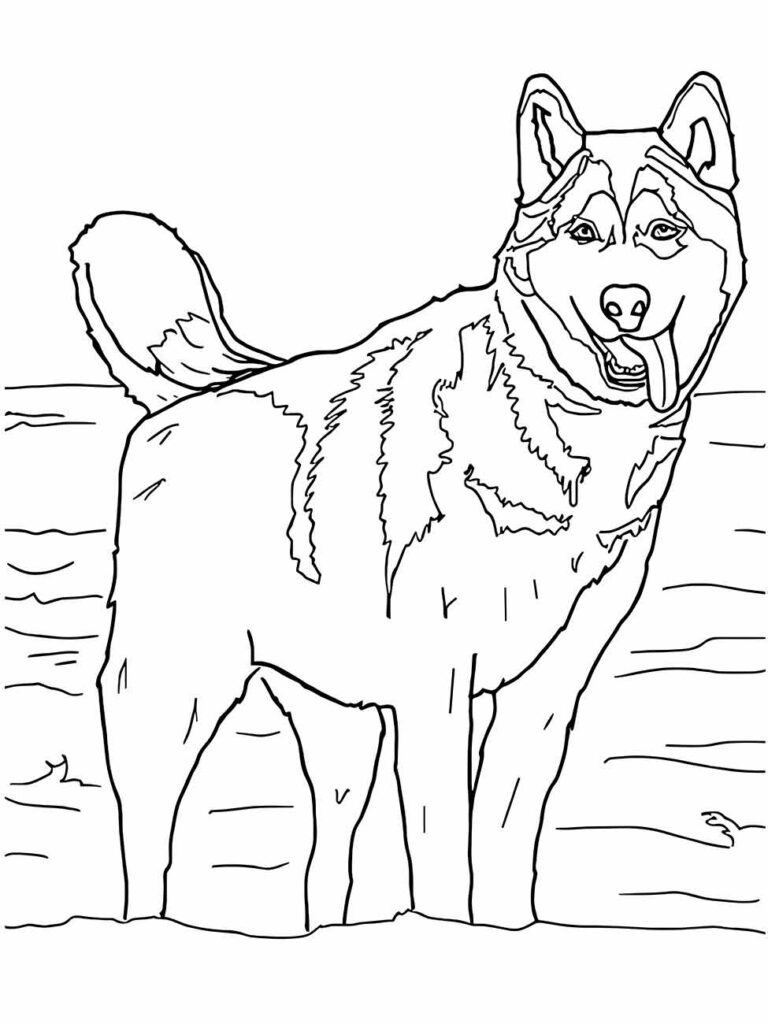 Desenho de lobo para colorir