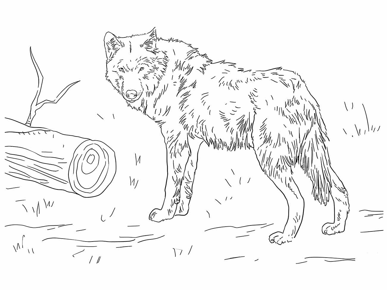 Desenho de um lobo próximo a um tronco caído para pintar e colorir.