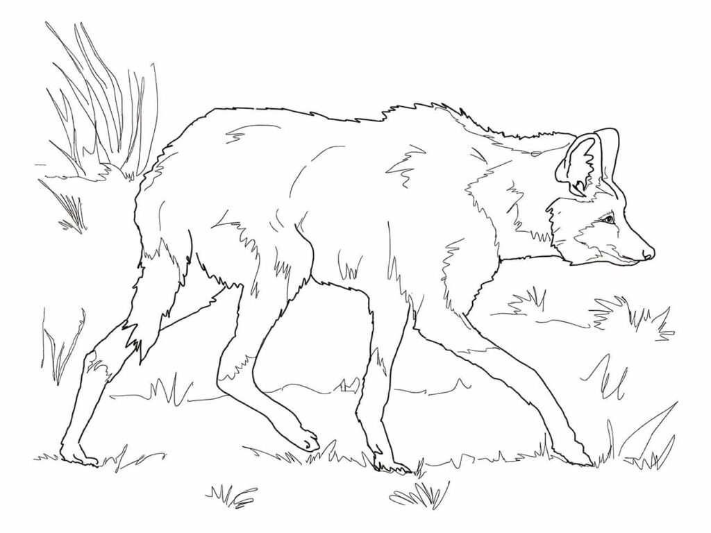 Desenho de lobo para colorir e imprimir, caminhando pela grama.