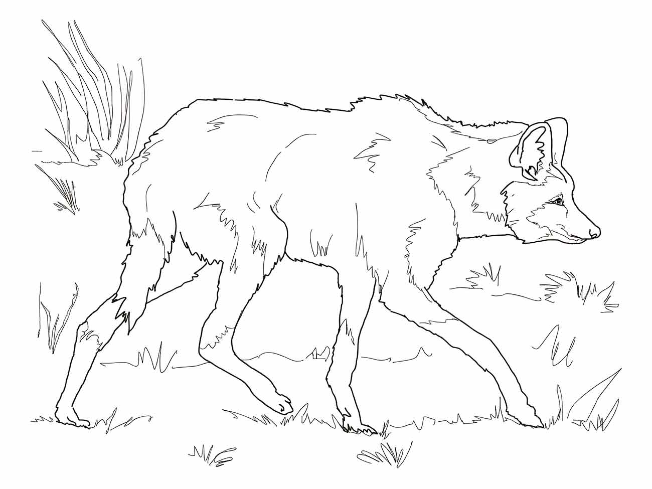 Desenho de lobo para colorir e imprimir, caminhando pela grama.